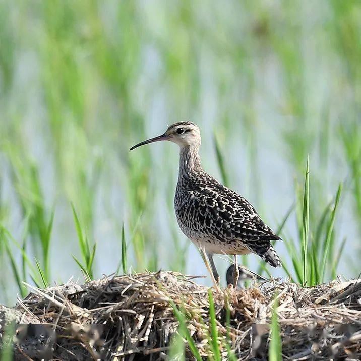 小杓鹬白腰杓鹬大杓鹬翻石鹬大滨鹬阔嘴鹬大凤头燕鸥黑腹军舰鸟白斑