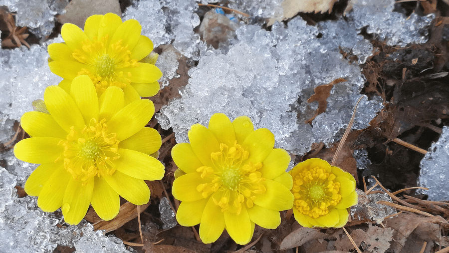 花朵|穿冰破雪！初春的牡丹江，冰凌花迎春绽放～