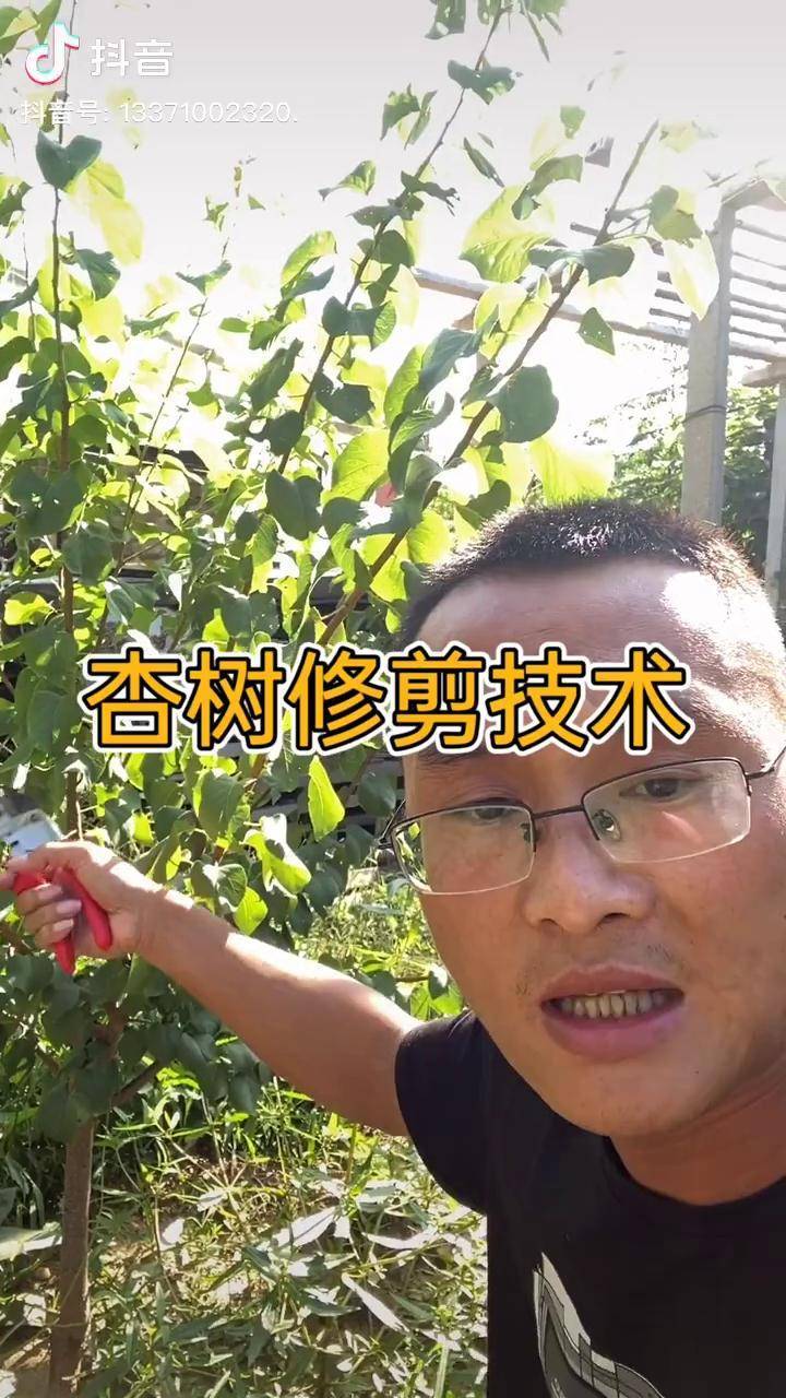 杏树夏季修剪技术图片