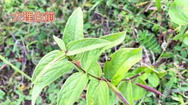 身边的草药509大理白前清热解毒利尿生肌止痛的草药