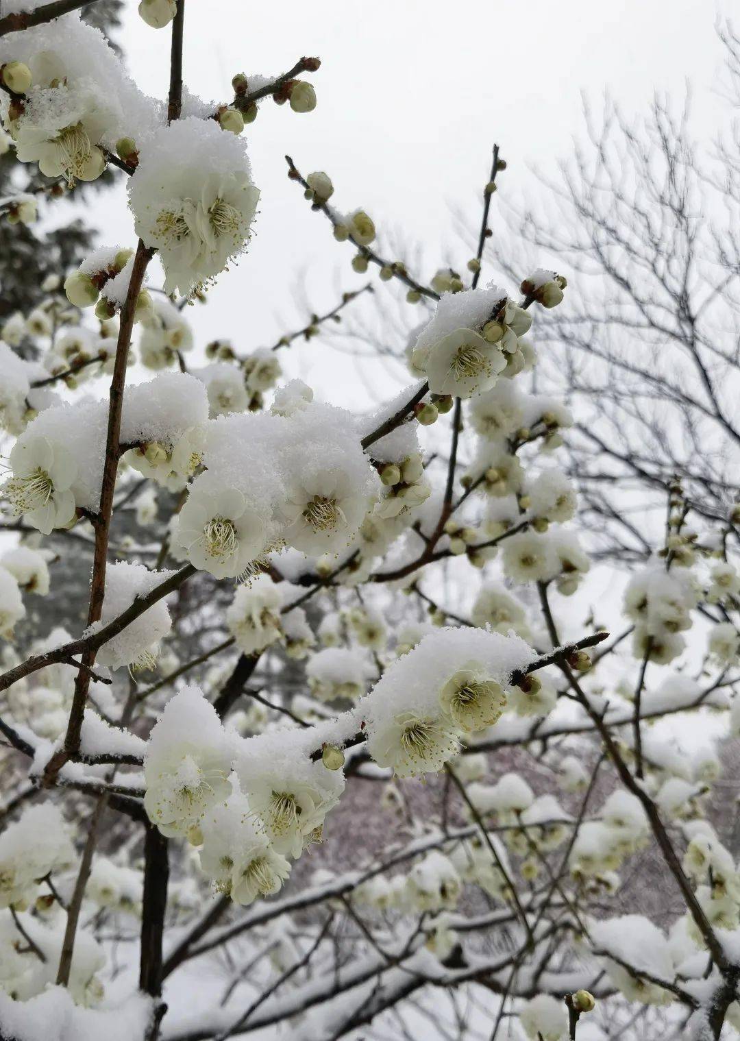 各色梅花傲立雪中