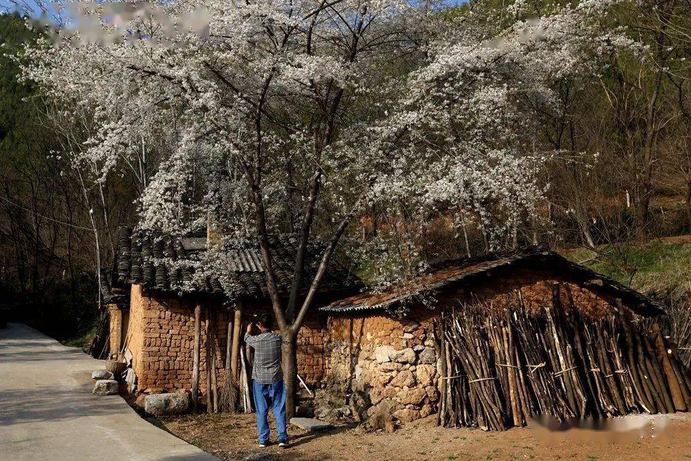 丹江口市蒿坪镇寺沟村春花灿烂