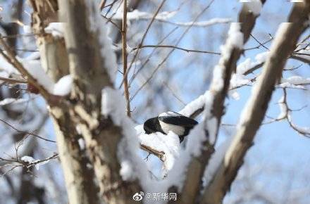 京城|好美！花朝幸见春雪瑞白共飞春华