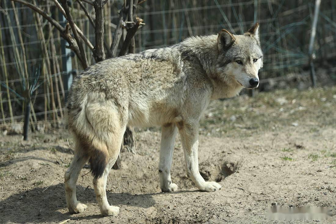 北京大興野生動物園值得遊玩的網紅打卡地