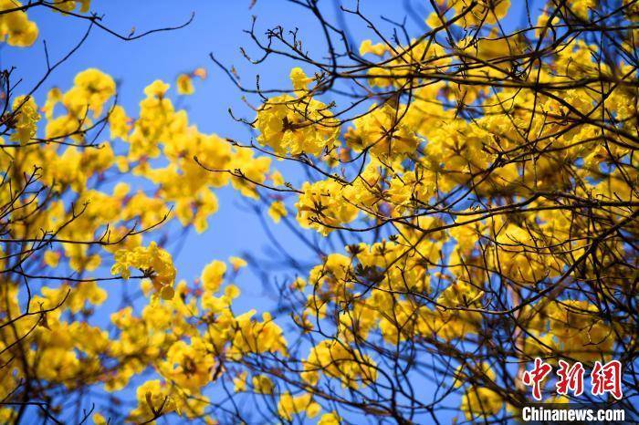 黄金甲|福州：黄花风铃木盛开美如画