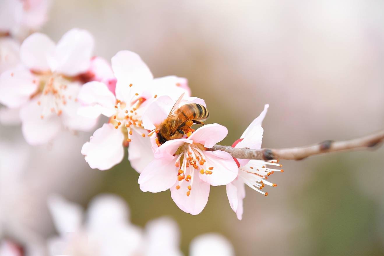 蒲城:春花烂漫正当时 蜜蜂花丛采蜜忙_刘三平_图片_桃花