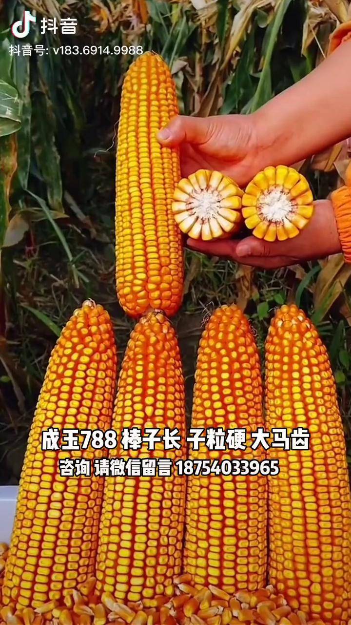 成玉788图片