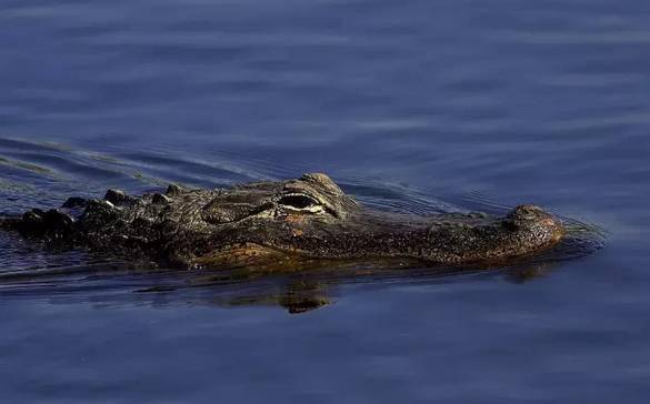 鳄公开水域采用自由泳游进的新手,应该在每隔几个自由泳划臂动作之间