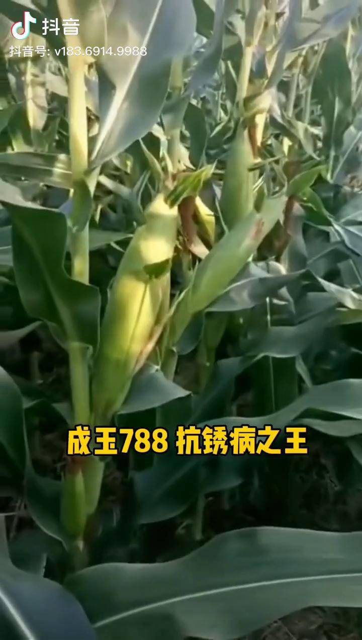 成玉788图片