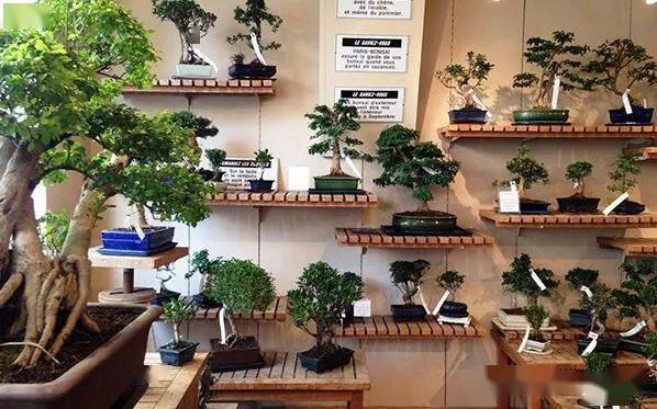 开个盆景店边玩边赚钱