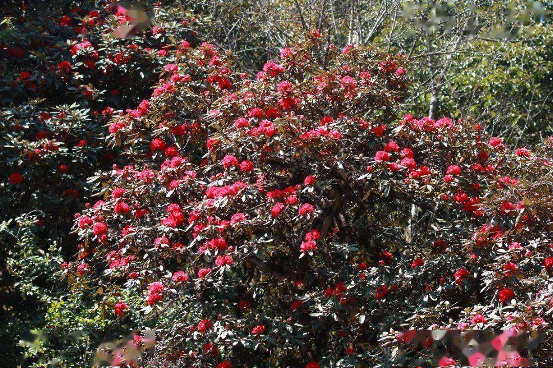 保山| 道人山:層林盡染 野生馬纓杜鵑競相開放._馬纓花_隆陽區_楊校錄