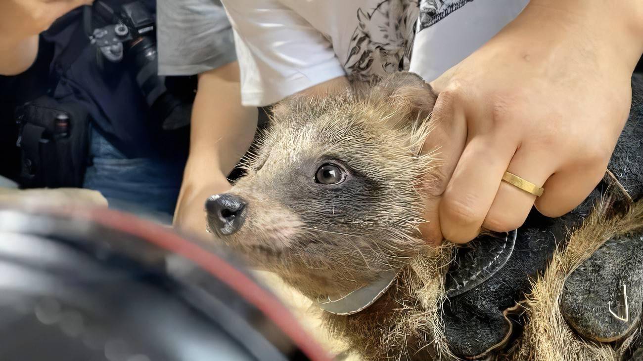 上海野生貉2021年现身上百个小区或超5000只为啥这么多