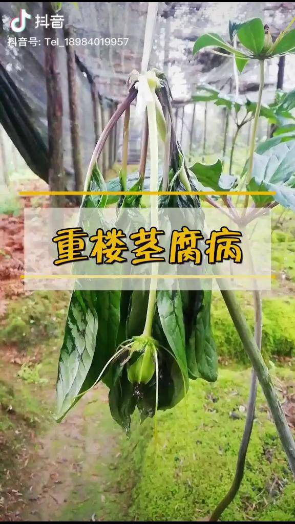 重楼茎腐病的病态及防治方法!重楼 滇重楼 七叶一枝花 三农合伙人