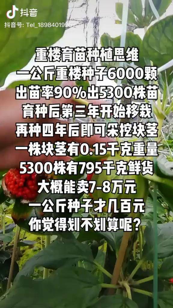 滇重楼重楼种子重楼重楼种子育苗思维企业号小助手
