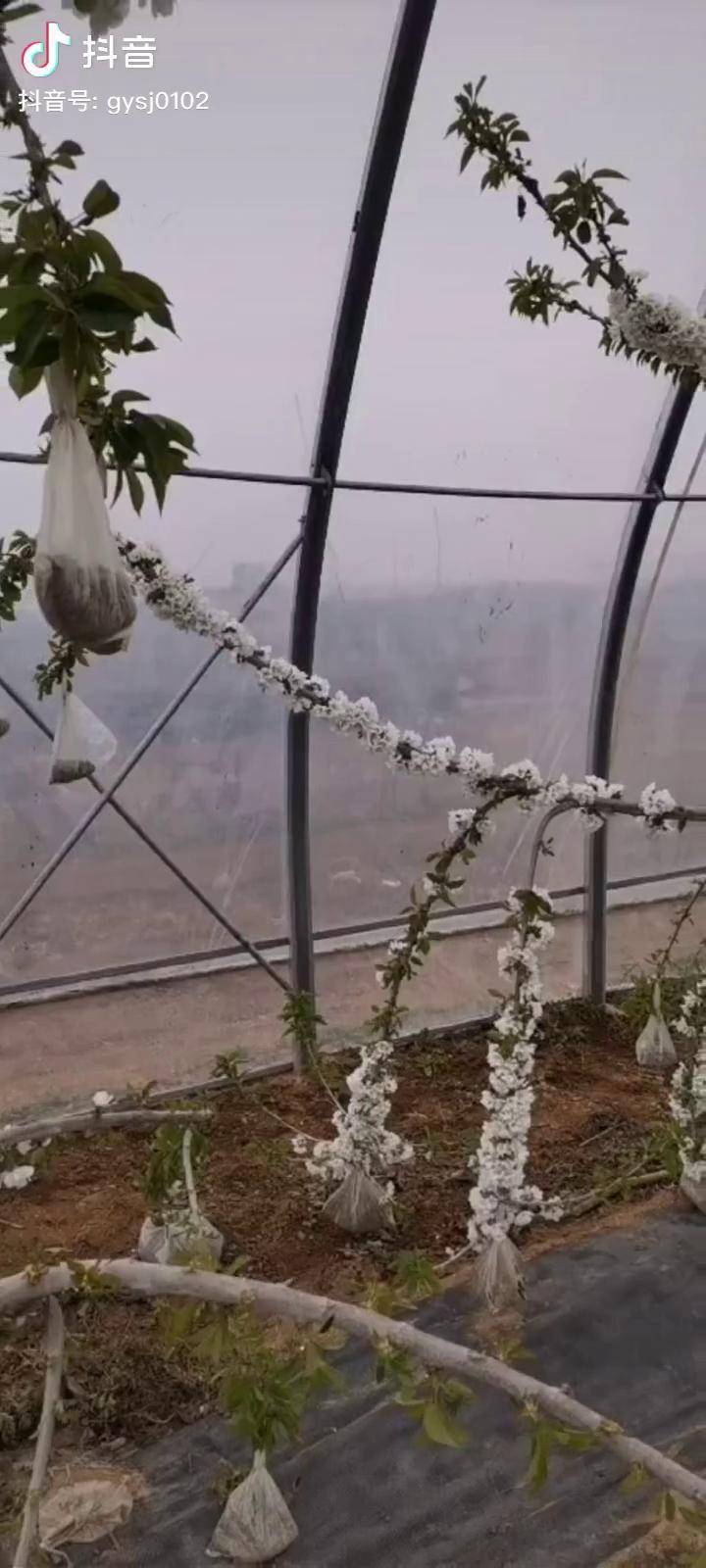 三年的樱桃树去年拉枝看今年的效果别不服果树修剪农业三农农业种植