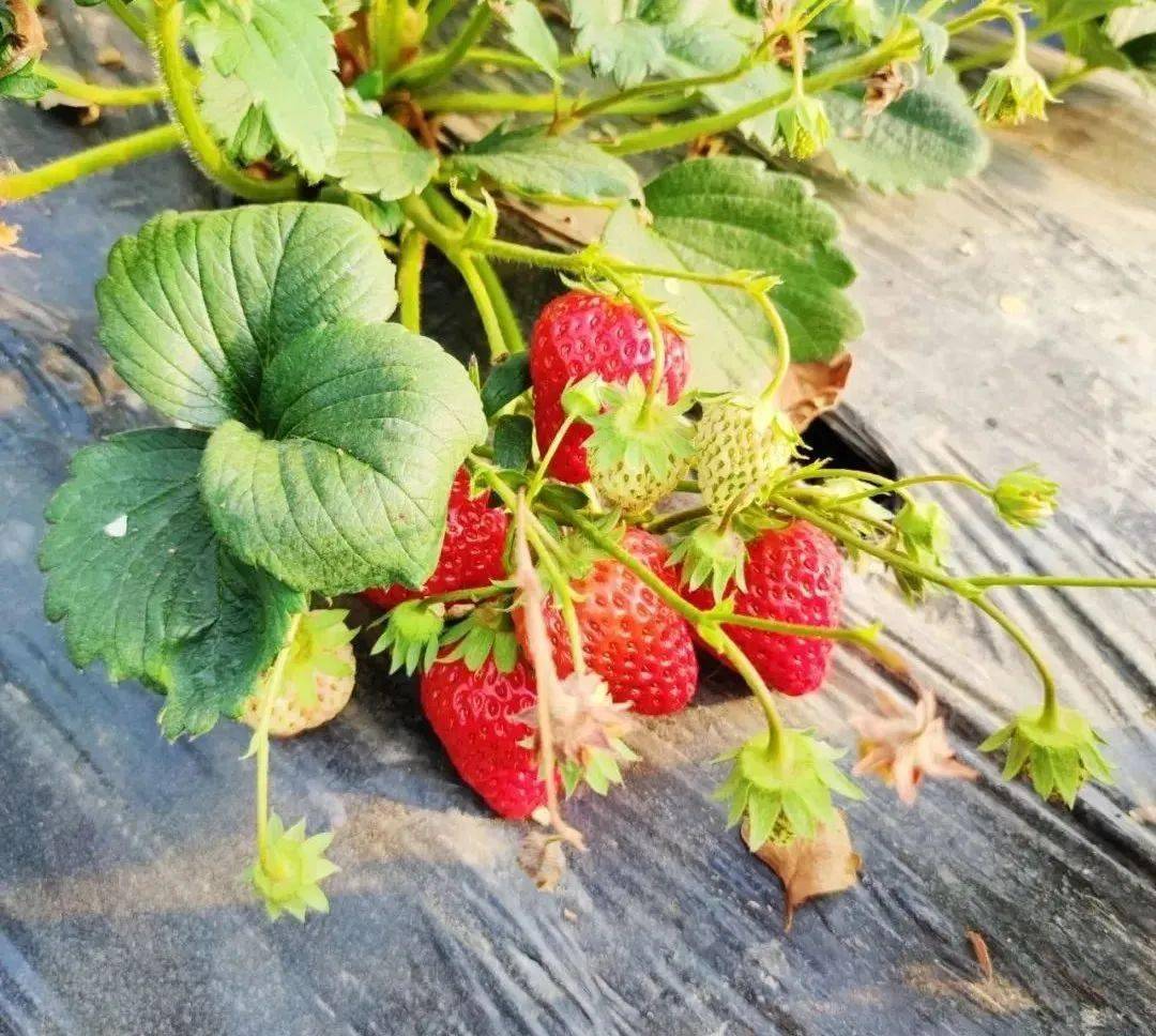 花花草莓園