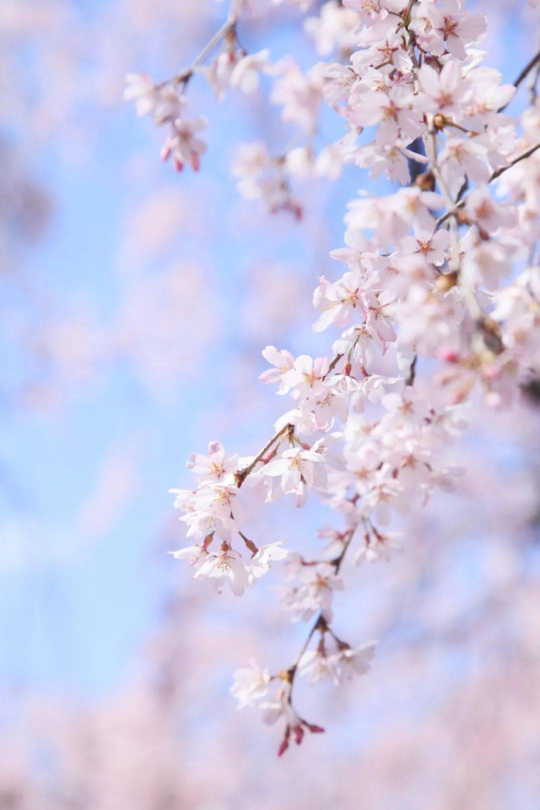 目的|今日春分：春季勤锻炼，静待花开疫散！