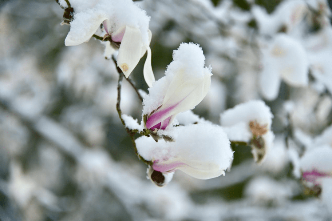 黄金100秒白雪雪图片