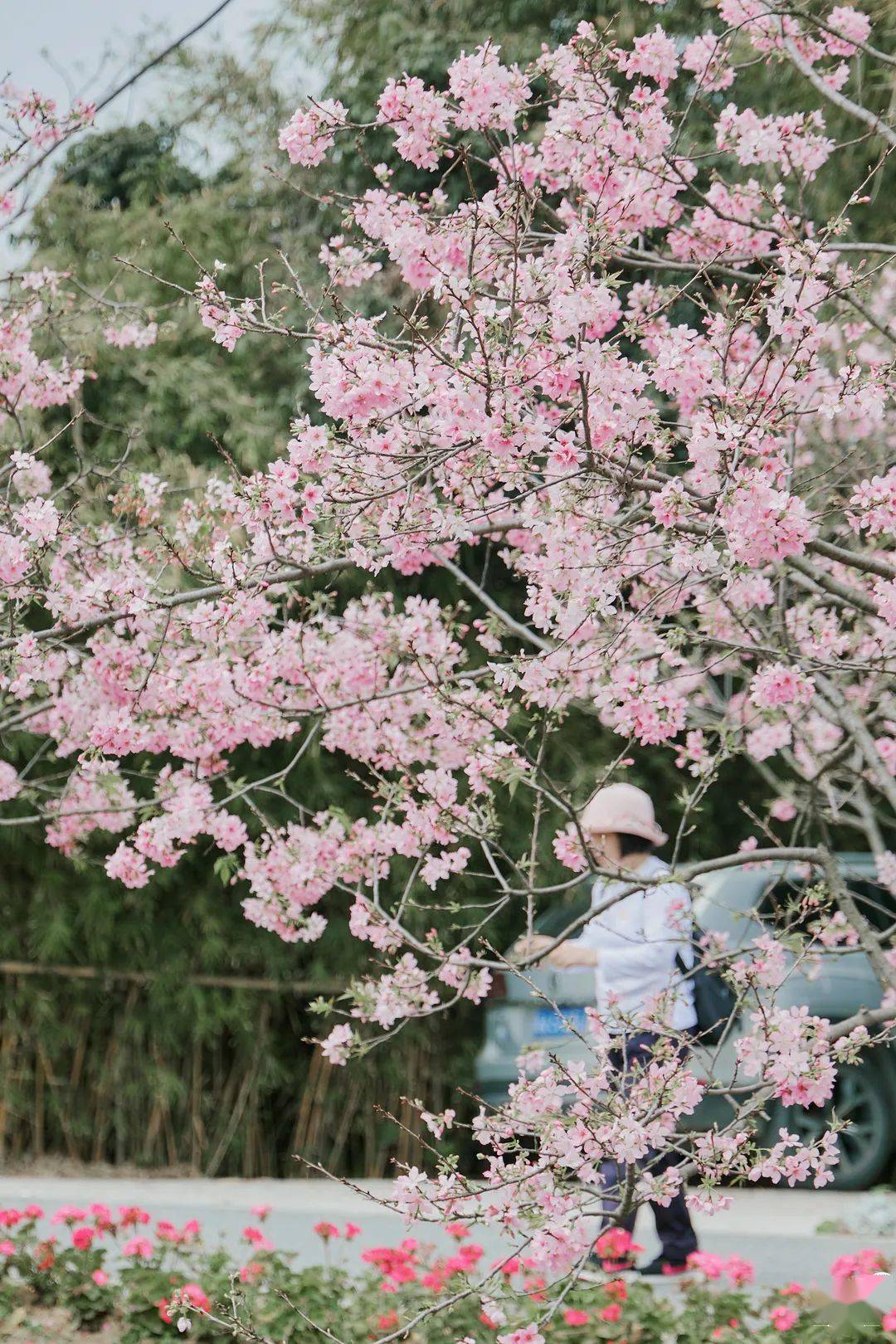 广州春日樱花林限时绽放