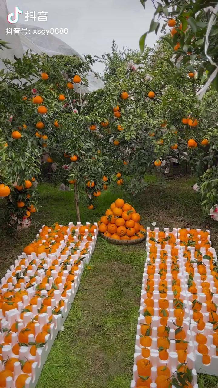 春见耙耙柑优质农产品好吃不贵经济实惠