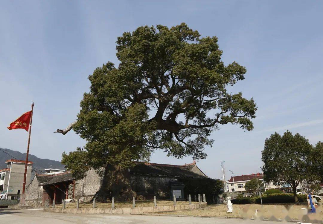 樟树、银杏、枫香、青冈栎……象山这个地方有18株一级古树，总树龄超13500岁！