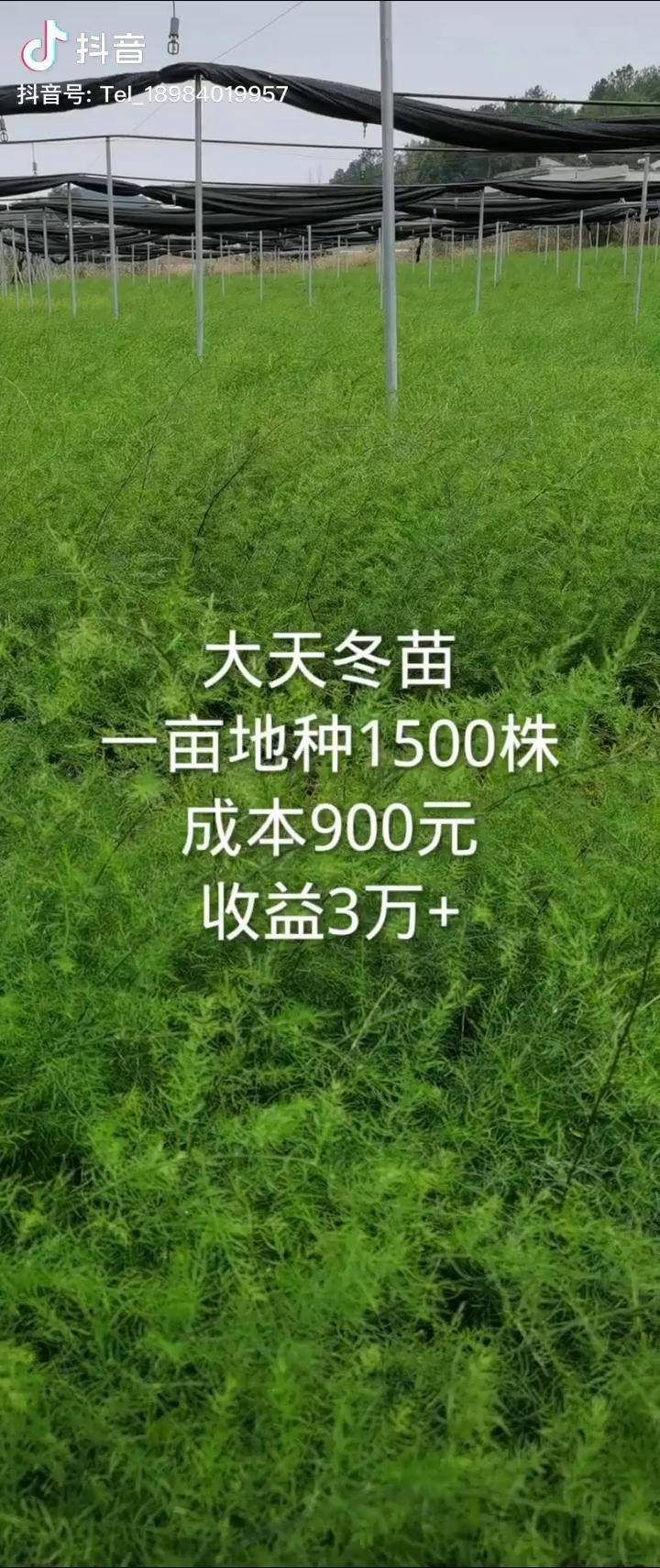 天冬雲南大天冬天門冬廣西天冬藥材種植抖音推廣助手企業號小助手