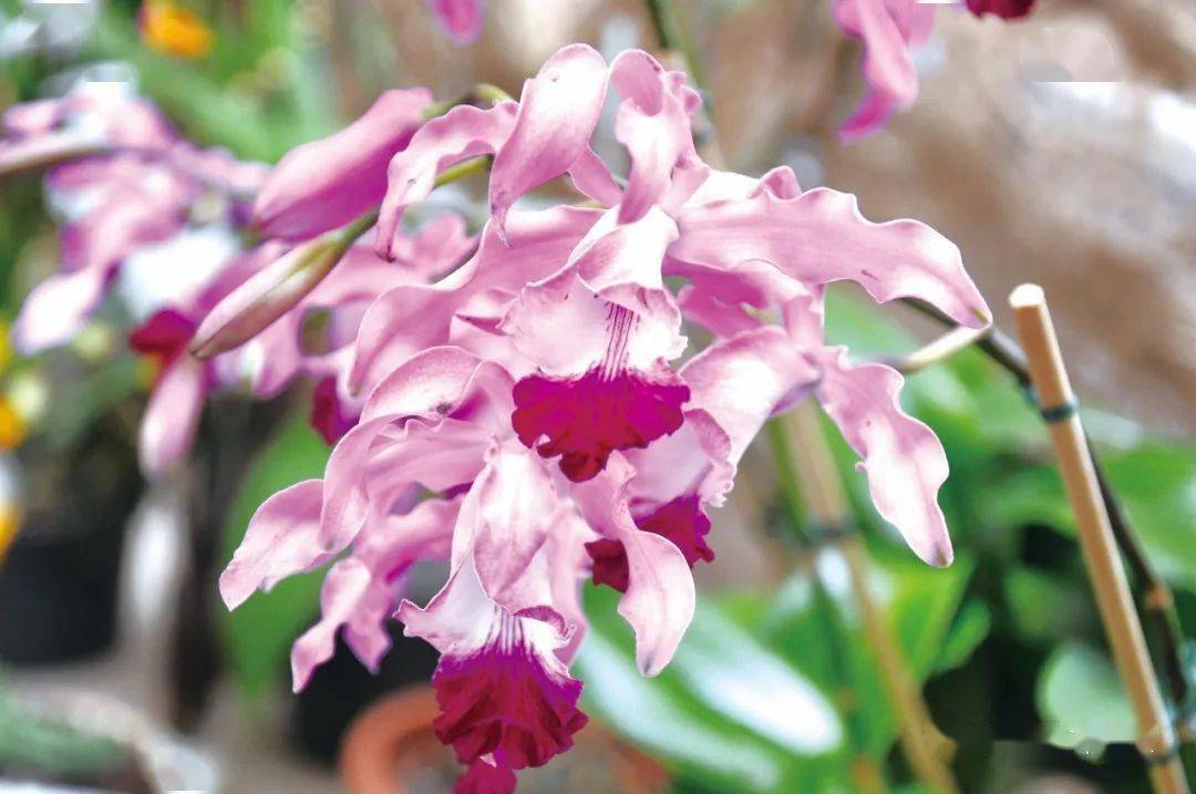 蕉卡兰勃丁格尔由洪丽兰属(曾拟名蕾丽兰属)%