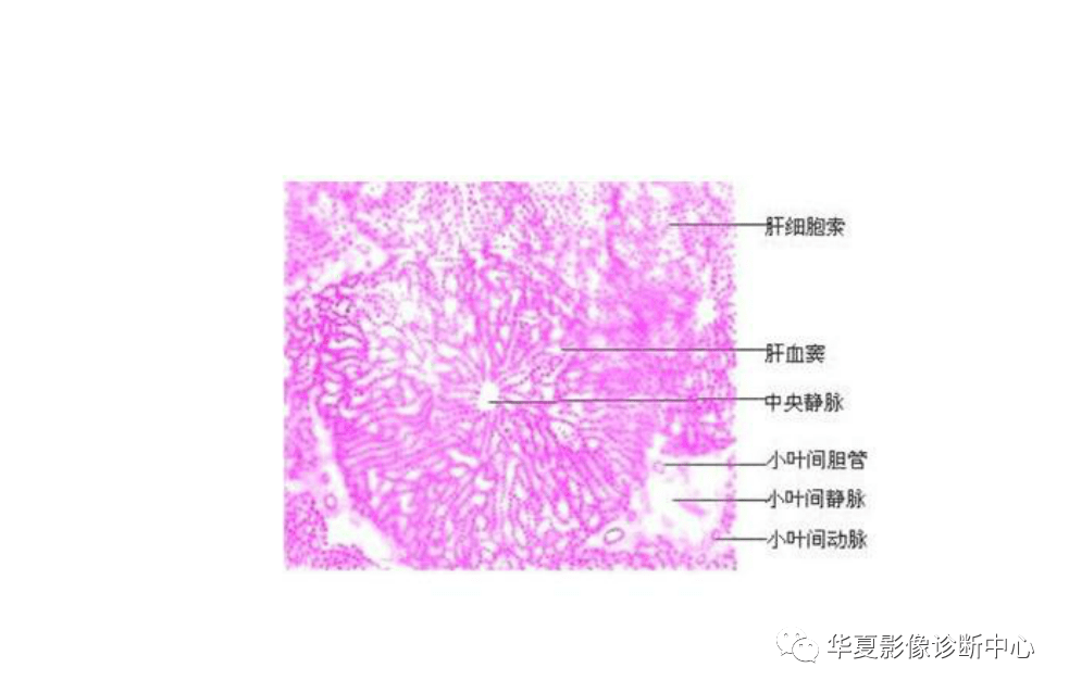 解剖|肝脏影像学与系统解剖