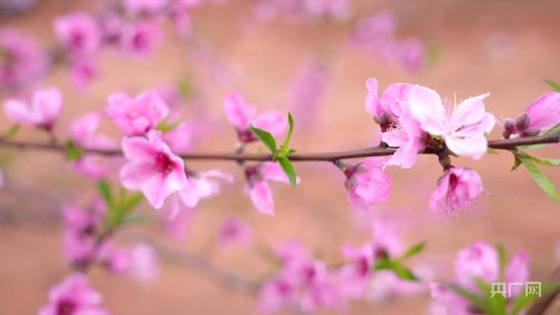 油菜花|邂逅春天｜三花争艳，湖南这处美景藏不住啦！