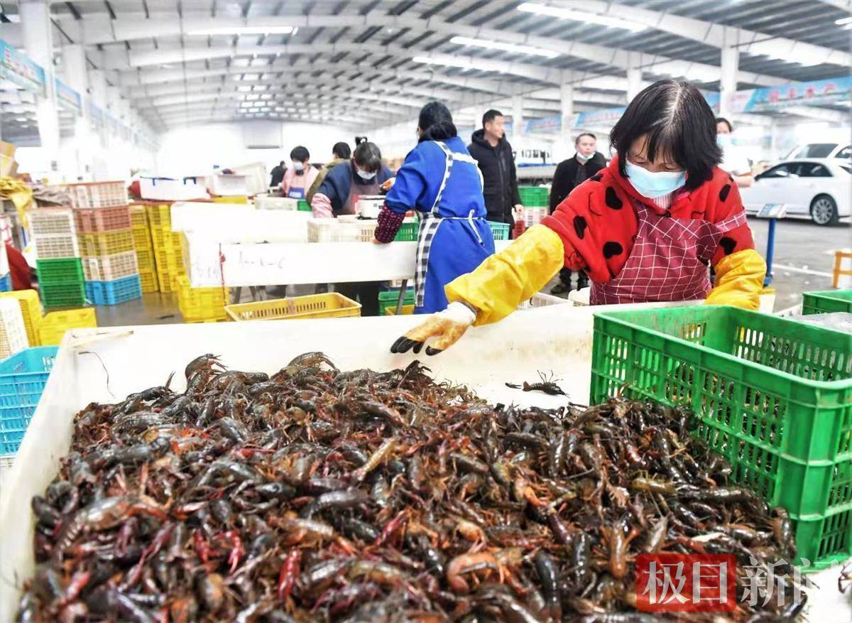 "康俊告诉记者,目前该中心已发展为全国最大的小龙虾交易市场 ,预计