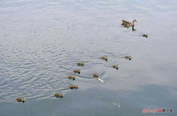 来看鸭！南宁市南湖公园这群“野生鸭宝宝”太可爱了