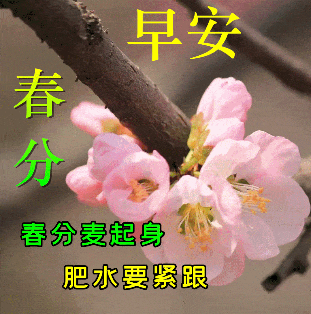 3月日春分早上好祝福语图片大全 问候动态表情图片大全 春雨 春雷 百花 3月日春分早上好祝福语图片大全 问候动态表情图片大全 春雨 春雷 百花