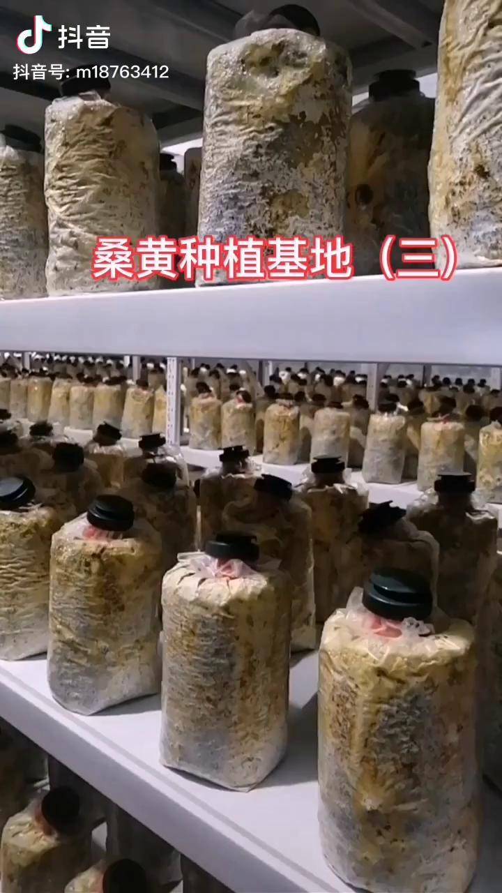 感谢抖音 龙桑黄种植 农业致富好项目 农业特色产品 桑黄人工栽培