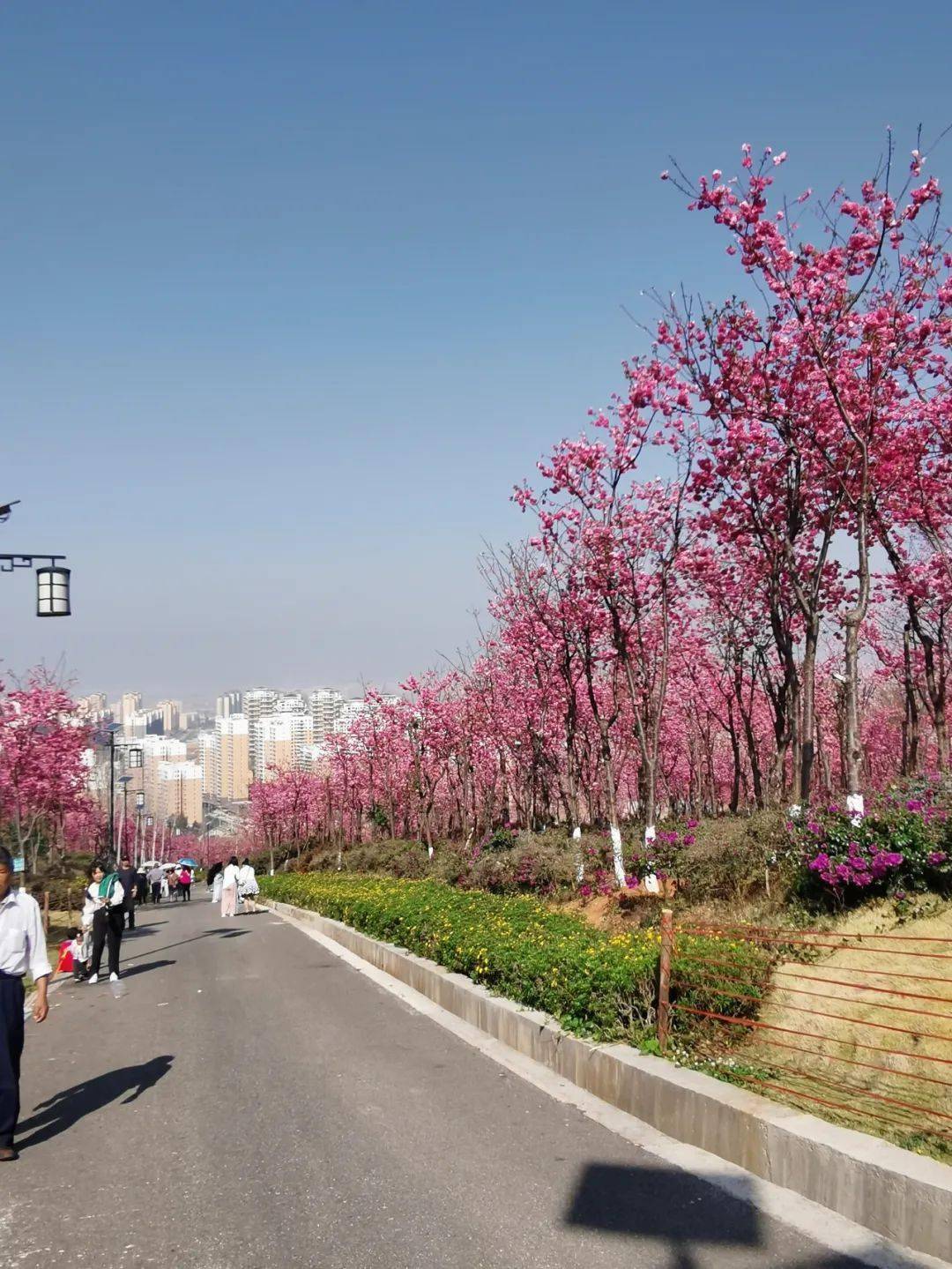 保山东山百亩樱花如约而至