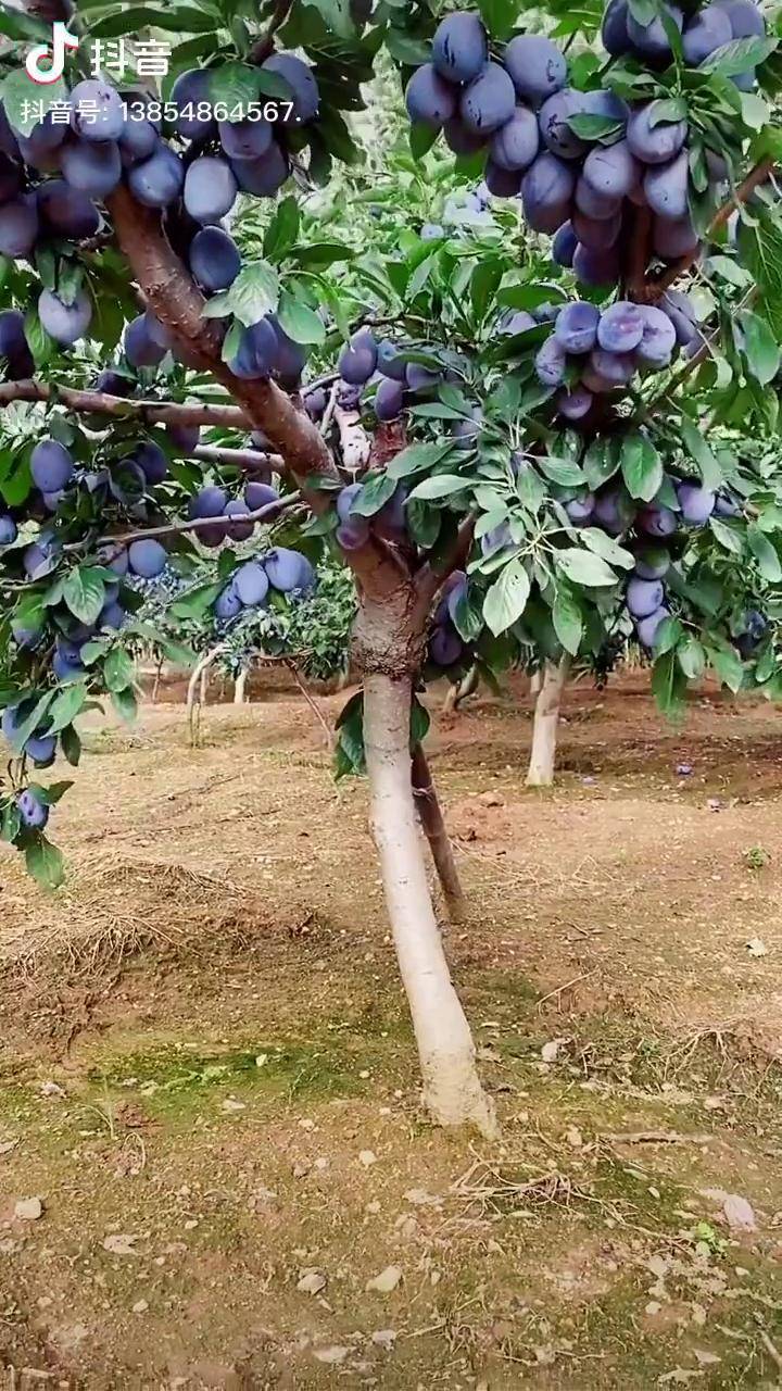 西梅蓝蜜李子树3年结果状况果个均匀脆甜糖度高结果快适应性强西梅