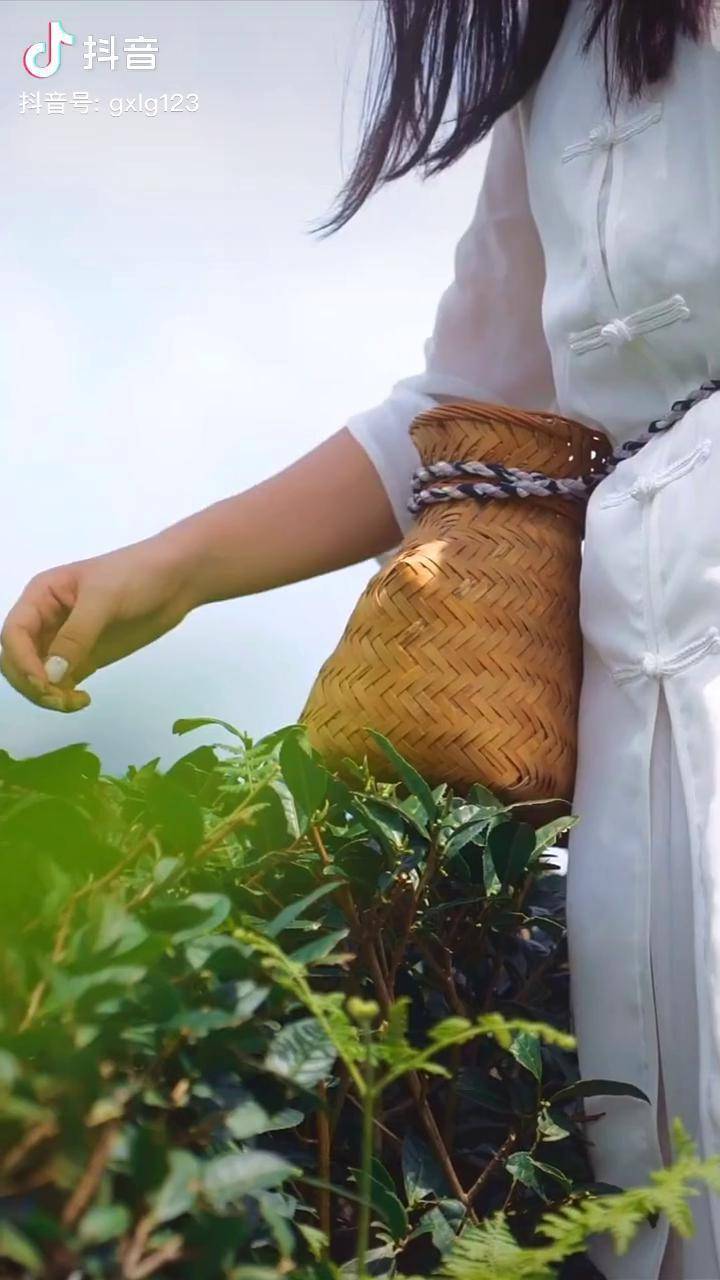 一芽一叶一抹香一人一篓采茶忙国心绿谷采茶姑娘安溪铁观音