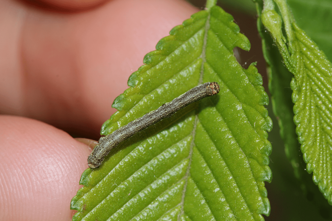 尺蠖幼虫害虫图片