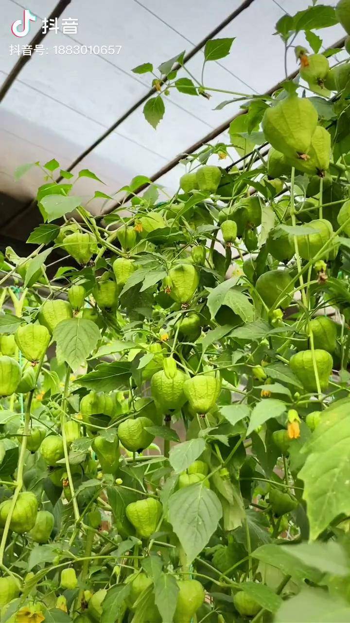 姑娘果也叫灯笼果易种植好管理产量高非常适合小院阳台花盆来种植种菜