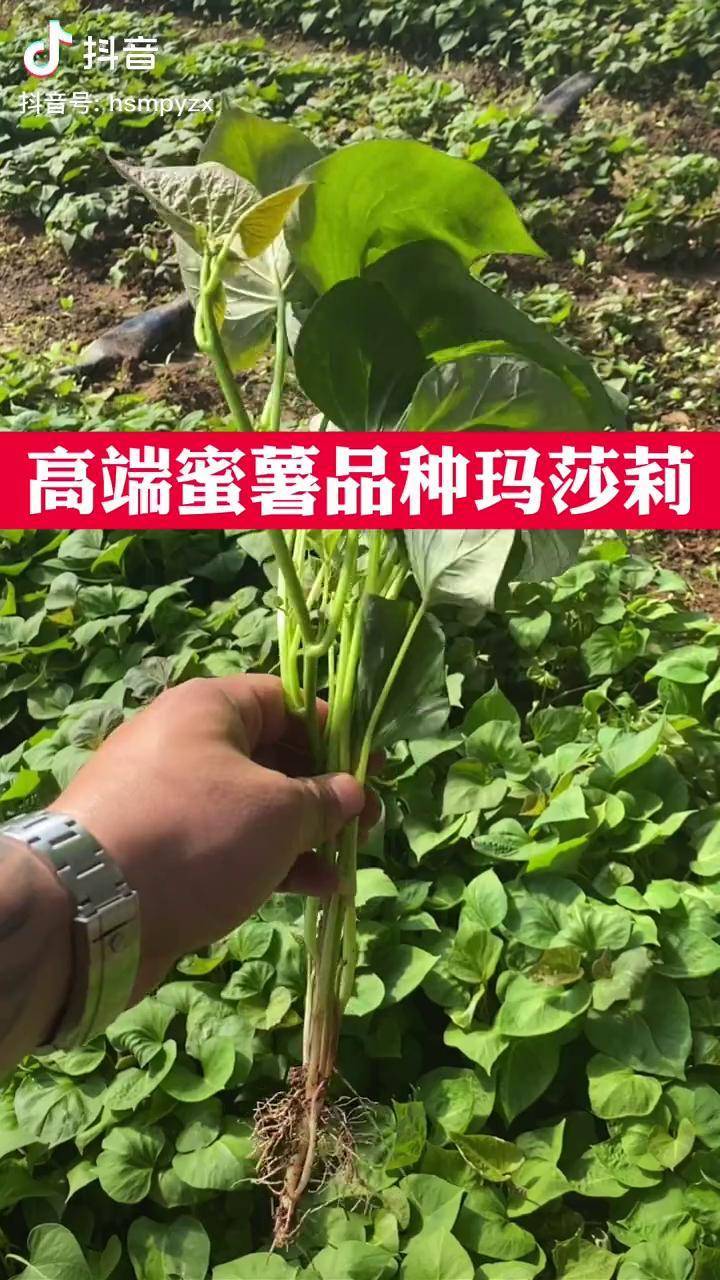 玛莎莉红薯苗 红薯类型中的高端品种,无论是蒸,煮,烤,口感都绝佳,去年