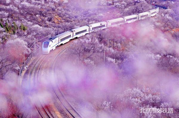 京城春花有多好看？一起来欣赏，还有“赏春列车”时刻表——