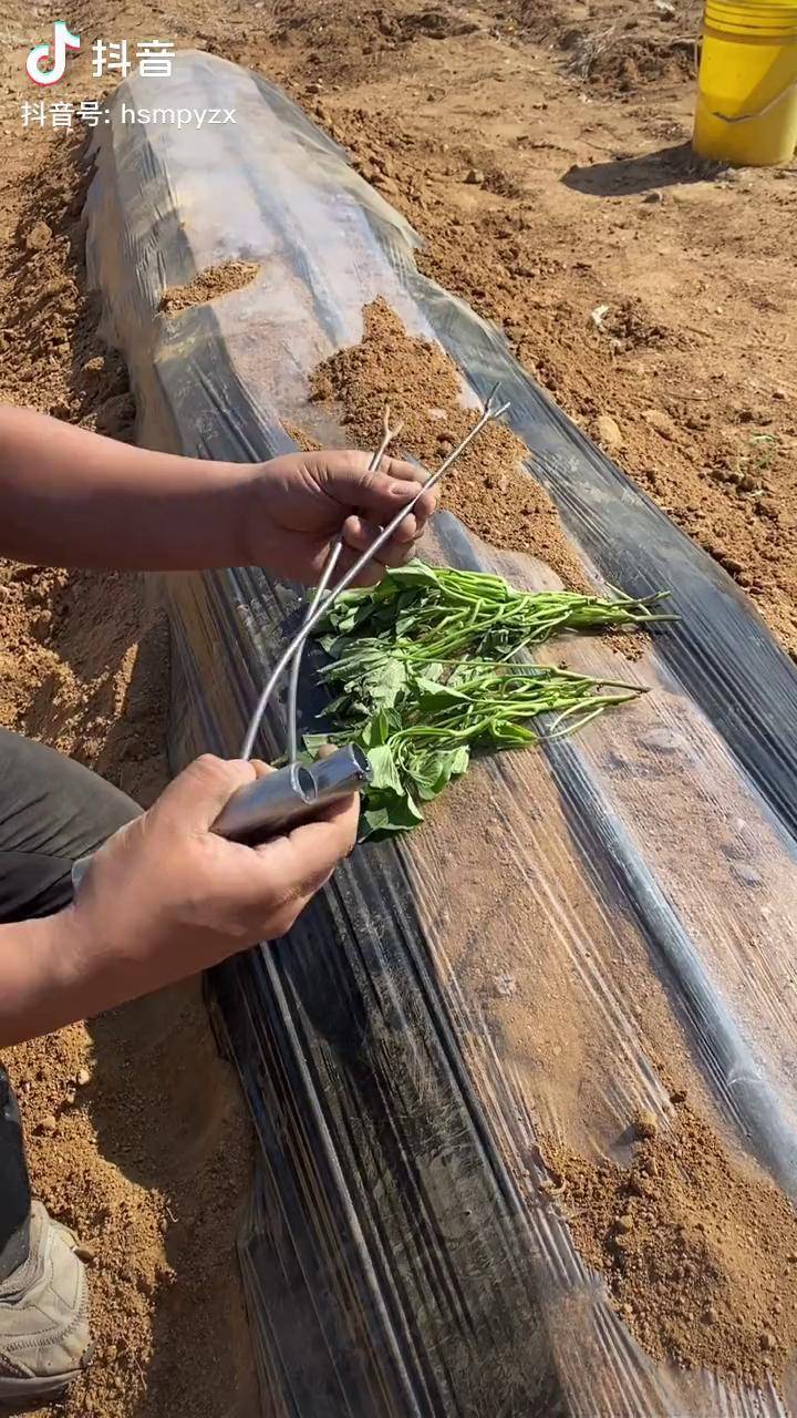 红薯栽苗器高效率红薯栽苗器新款角度设计实用不伤苗栽红薯神器农具