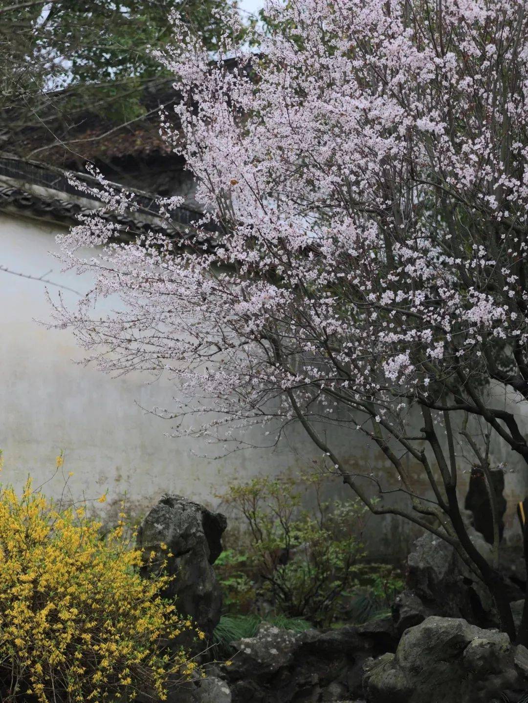 桃花雪梨花月杏花雨蔷薇家族颜值有多逆天看这篇就懂
