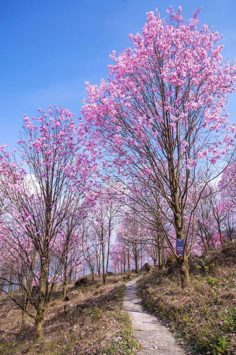 到九皇山踏青赏辛夷共度浪漫春天