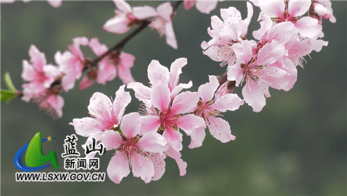 蓝山县塔峰镇界头村：桃花朵朵开 游客踏春来