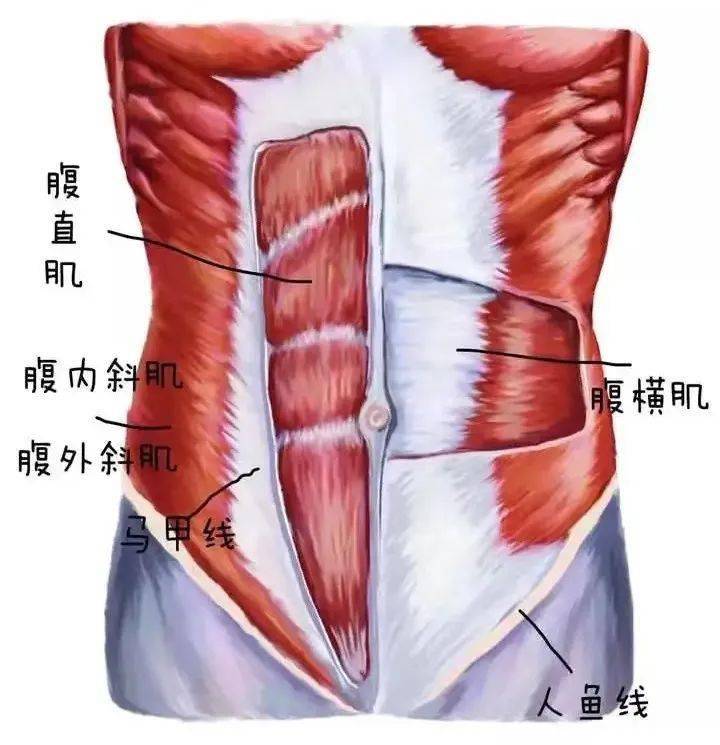 腹部肌腱分布图图片
