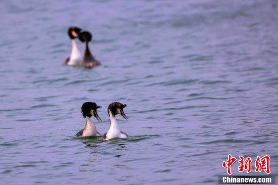 凤头??在“京津冀最美湿地”衡水湖畔舞动春色