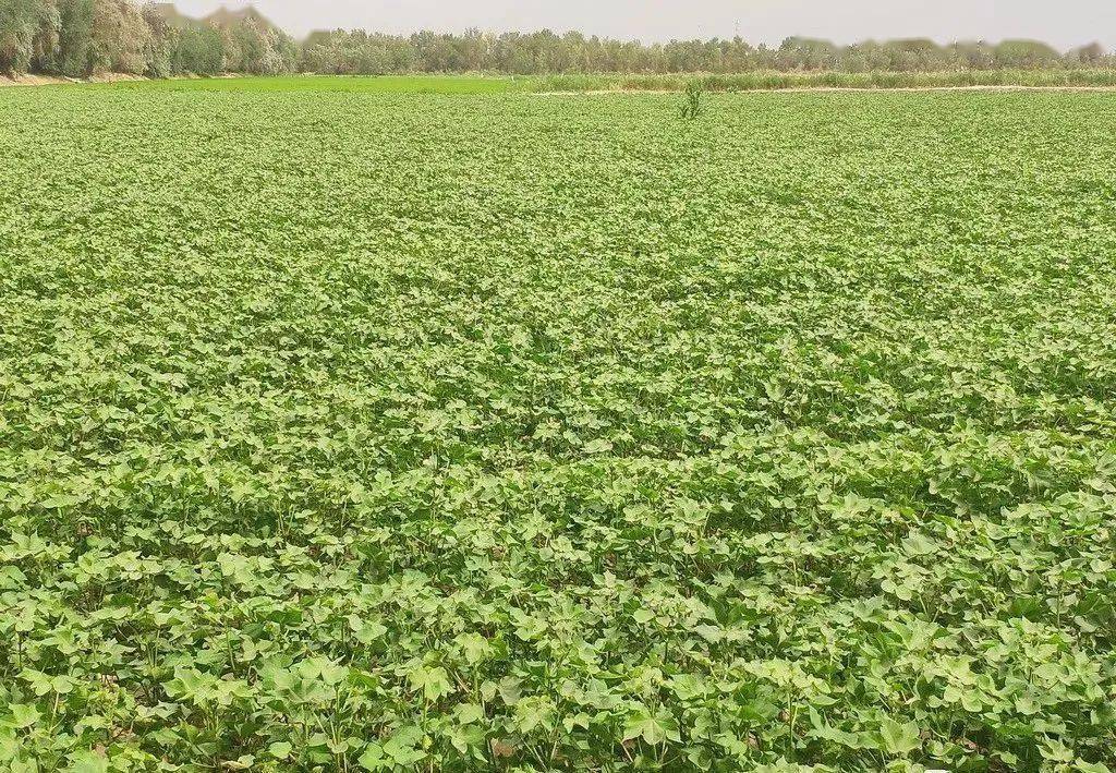 适于新疆长绒棉的综合机采栽培技术