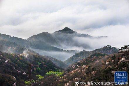 大别山|新县漫山遍野樱花竞相怒放