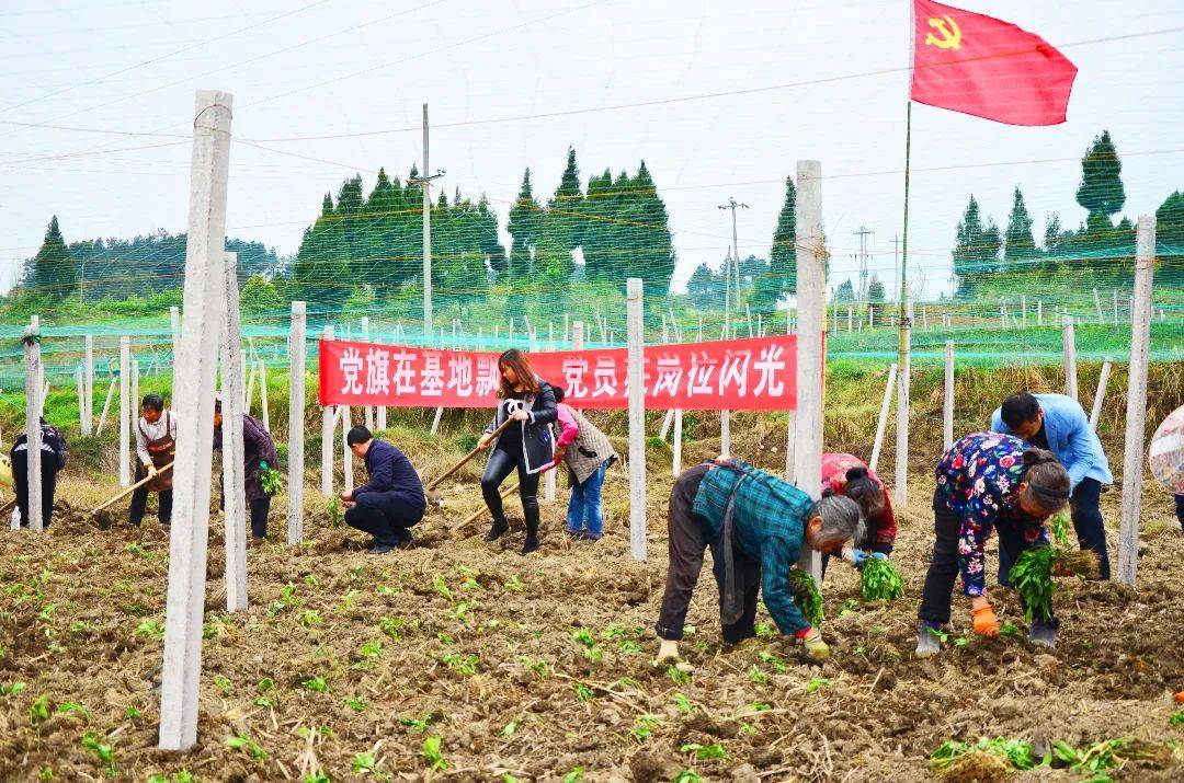 乡镇风采兴仁镇烧茶村双驱动三融合创新基层治理助推乡村振兴