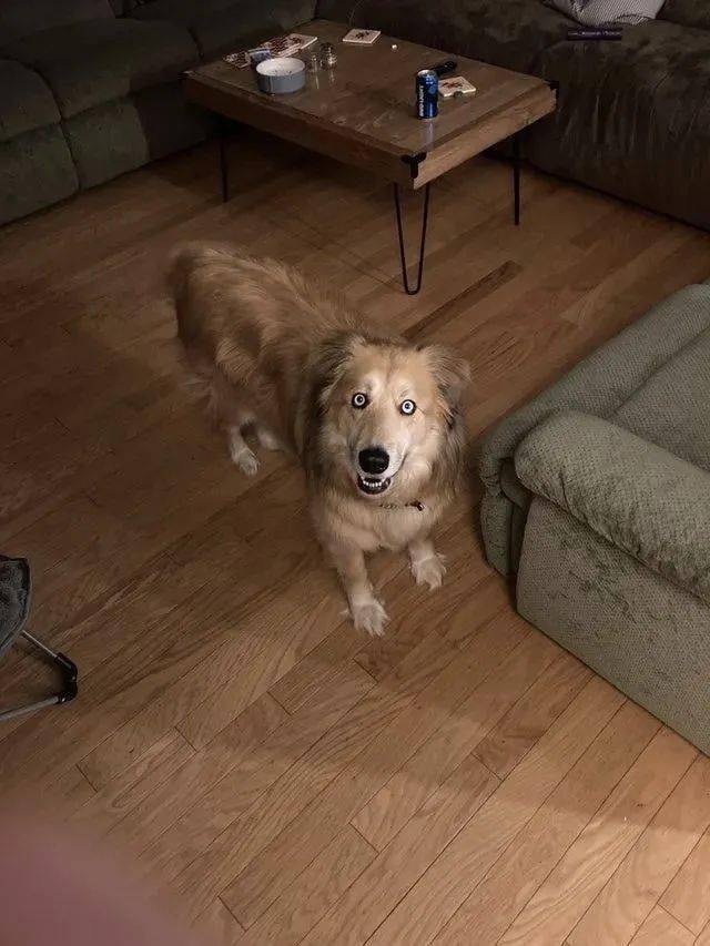 狗狗遭斩首头颅放路边网友愤怒讨伐施虐者主人却连忙澄清